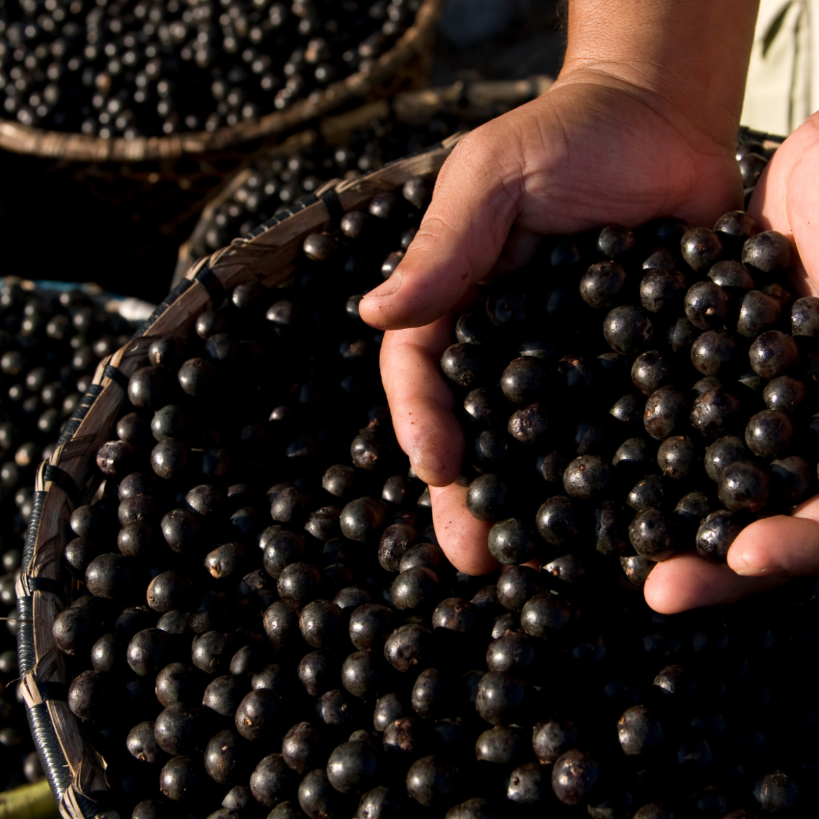 Conheça os benefícios do açaí e como consumi-lo