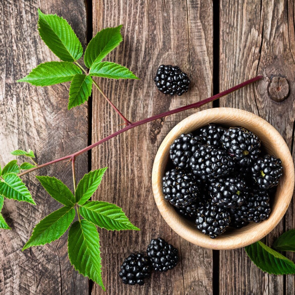 Chá de folha de amora e seus benefícios