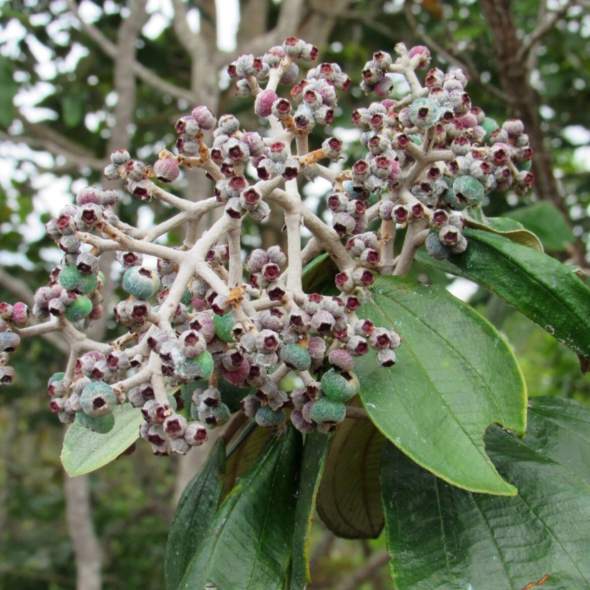 Canela de velho: para que serve e como fazer o chá